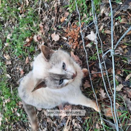 Foto 1/1 Gato encontrado Encontrado en Fontcouverte