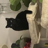 Foto del gato perdido en Caluire