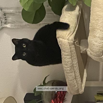 Foto 1/1 N&eacute;o Chat perdido en Caluire