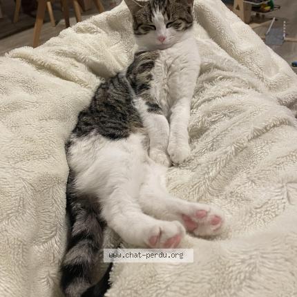 Foto 1/1 Mira Chat perdido en Crolles