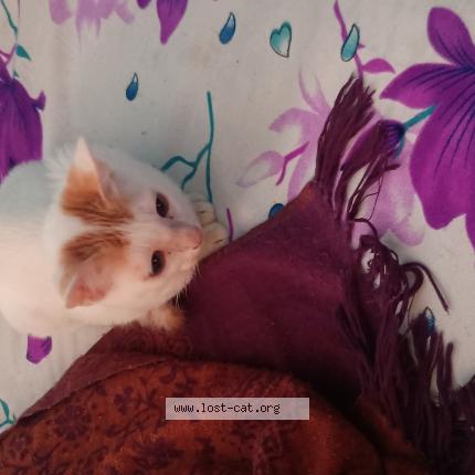 Foto 1/1 None Chat perdido en Kolkata