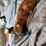 Foto del gato perdido en Houdan