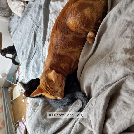 Foto 1/2 Choubaka Chat perdido en Houdan