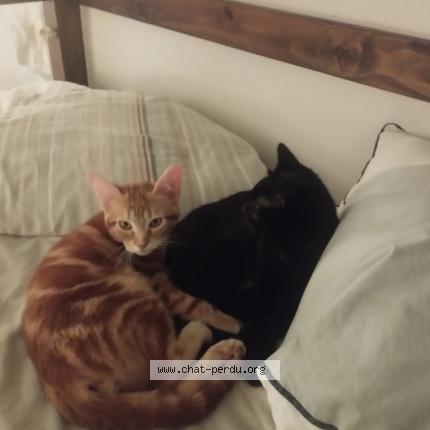 Foto 2/2 Choubaka Chat perdido en Houdan