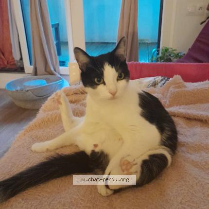 Foto 1/1 Yuyu Chat perdido en Sceaux