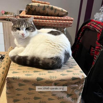 Foto 1/1 Simba Chat perdido en Melle