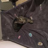 Foto del gato perdido en Pfastatt