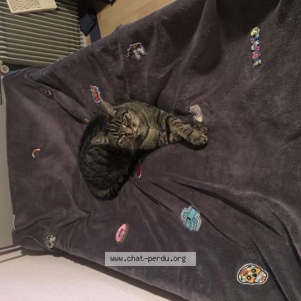 Foto 1/1 Charlie Chat perdido en Pfastatt