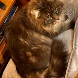 Foto del gato perdido en Vougy