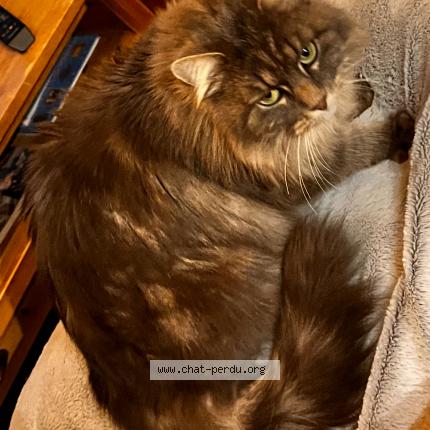 Foto 1/1 Freya Chat perdido en Vougy