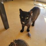 Foto del gato perdido en La Fleche