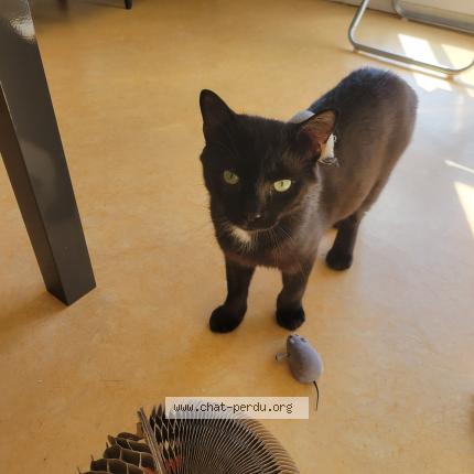 Foto 1/1 Nera Chat perdido en La fleche