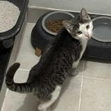 Foto de gato encontrado en Begles