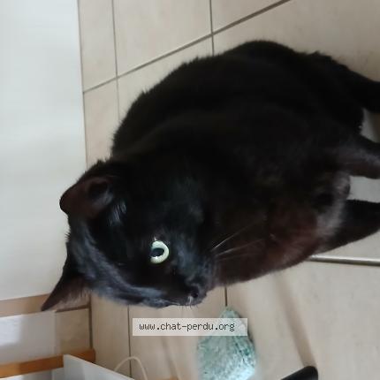 Foto 1/1 Hector Chat perdido en Tarbes