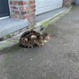 Foto de gato encontrado en Tourcoing