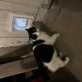 Foto de gato encontrado en Castres