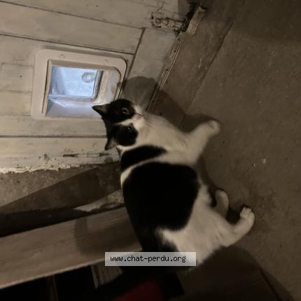 Foto 1/1 Gato encontrado Encontrado en Castres