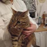 Foto de gato encontrado en Caen