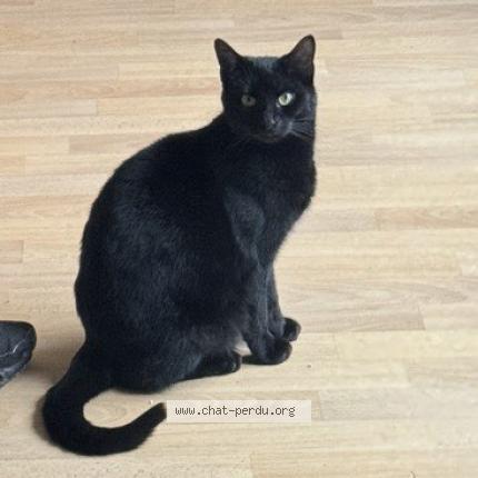 Foto 1/1 Soso Chat perdido en Montigny le btx