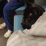 Foto del gato perdido en Bagnols Sur Ceze