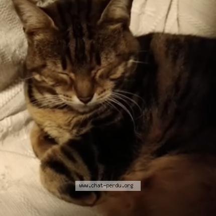 Foto 1/1 Minettu Chat perdido en Bastia