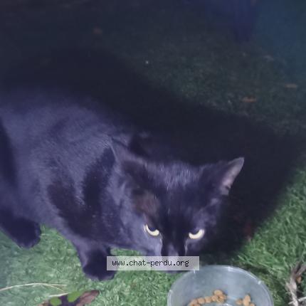 Foto 1/2 Gato encontrado Encontrado en Vanves