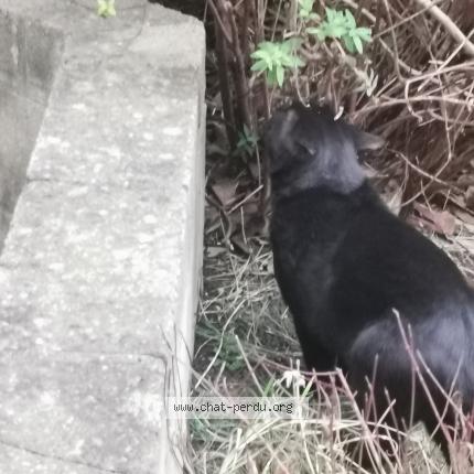 Foto 2/2 Gato encontrado Encontrado en Vanves