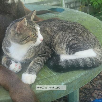 Foto 1/1 JackJack Chat perdido en Coleman