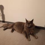 Foto del gato perdido en Negrepelisse