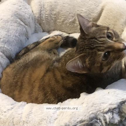 Foto 1/1 Gato encontrado Encontrado en Nantes