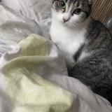 Foto del gato perdido en Le Portel