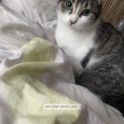 Foto 1/5 Emeraude Chat perdido en Le portel