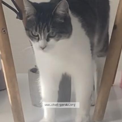 Foto 2/5 Emeraude Chat perdido en Le portel