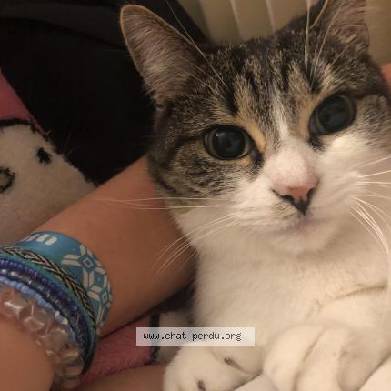 Foto 3/5 Emeraude Chat perdido en Le portel