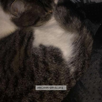 Foto 4/5 Emeraude Chat perdido en Le portel