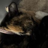 Foto de gato encontrado en Sacramento