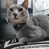 Foto del gato perdido en Duitama Boyaca