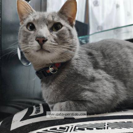 Foto 1/1 Isamu Gato perdido en Duitama Boyaca