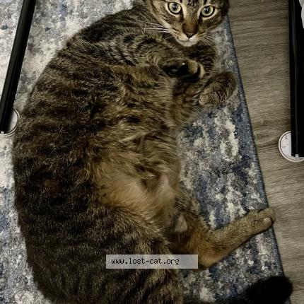 Foto 1/1 Gato encontrado Encontrado en Cartersville