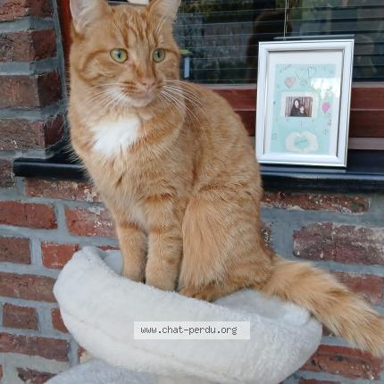 Foto 1/1 Canelle Chat perdido en Baudour