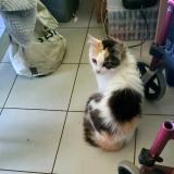 Foto del gato perdido en Saint Pee Niivelle