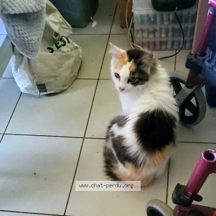 Foto 1/1 Louna Chat perdido en Saint pee niivelle