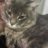 Foto del gato perdido en Portland