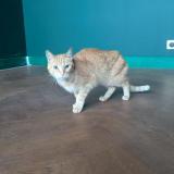 Foto de gato encontrado en Savigny Sur Orge