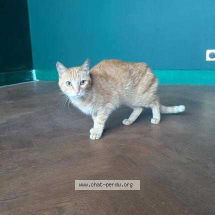 Foto 1/1 Gato encontrado Encontrado en Savigny sur orge