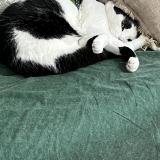 Foto del gato perdido en Saint Maurice