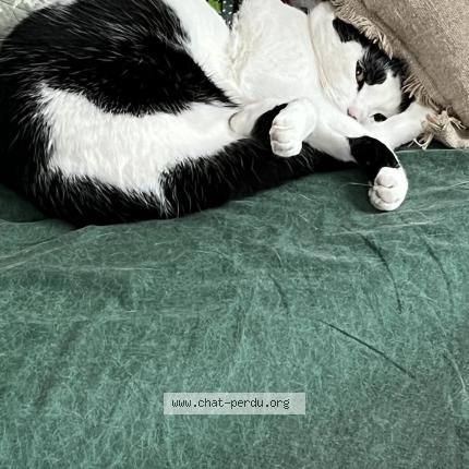 Foto 1/1 Domino Chat perdido en Saint maurice