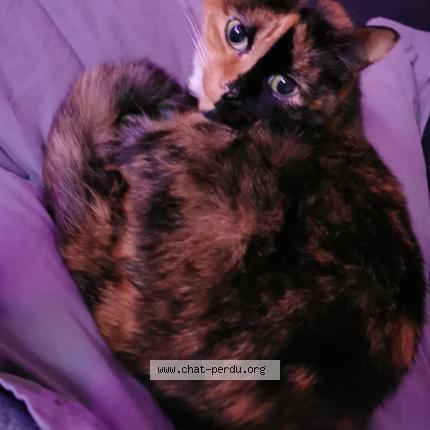 Foto 1/1 Yaris Chat perdido en Tarbes