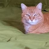 Foto del gato perdido en Vesenaz