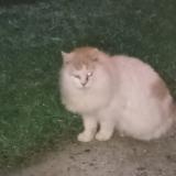 Foto de gato encontrado en Candresse